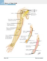 Frank H. Netter, MD - Atlas of Human Anatomy (6th ed ) 2014, page 509